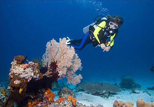 女孩,深潜,后面,柳珊瑚目,海洋,鞭子,海扇,印度尼西亚,东南亚
