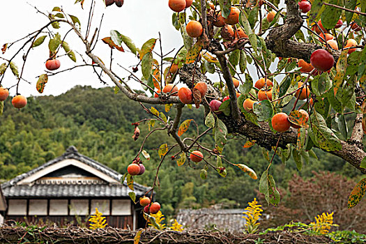 日本,奈良县,柿子,成熟,树上,画廊