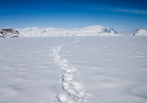 北极熊,轨迹,头部,冰冻,峡湾,远景,山,巴芬岛,努纳武特,加拿大,北美