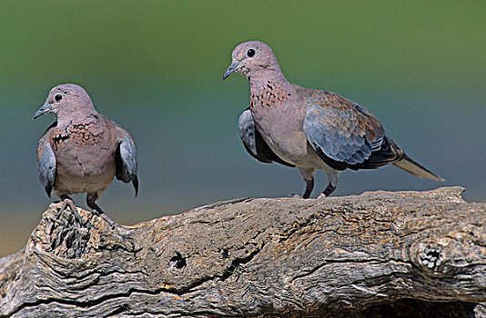 笑,鸽子,埃托沙国家公园,纳米比亚,非洲