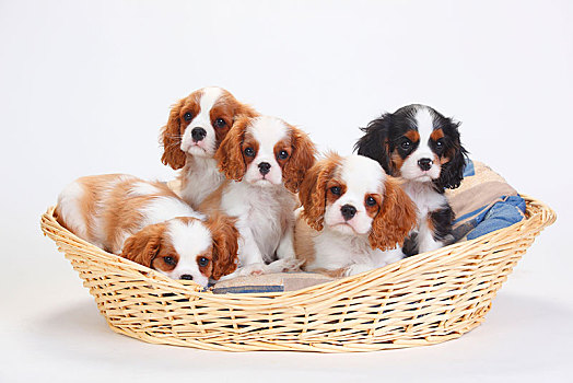 查尔斯王犬,小狗,三种颜色,布伦海姆,狗,篮子,白色背景