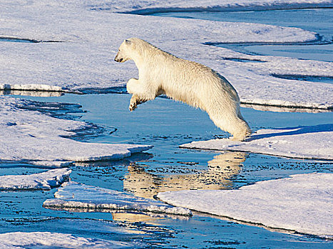 斯瓦尔巴特群岛,挪威,北极熊,跳跃,冰