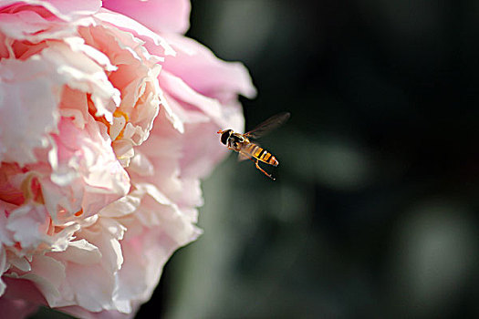 芍药,春天,开花,艳丽,花蕊,娇美,新鲜,花朵,蜜蜂,5