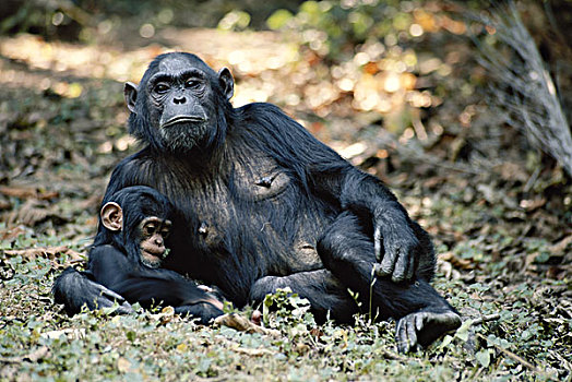 坦桑尼亚,动物,小动物,坐,冈贝河国家公园,大幅,尺寸