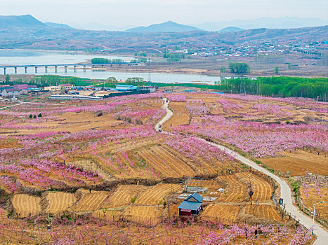 蜜桃之乡蒙阴旧寨桃花盛开