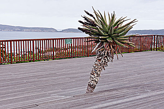 棕榈树,南非