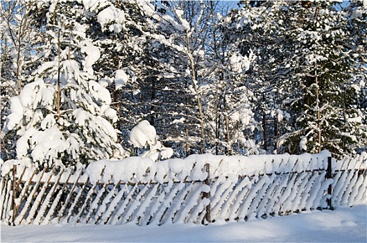 木篱,向上,雪,乡村