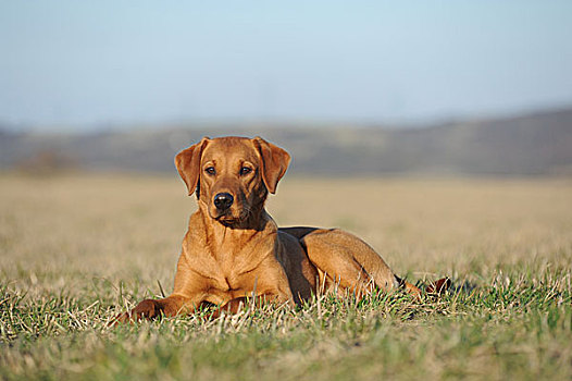 拉布拉多犬,黄色,狗,坐,草地,德国,欧洲