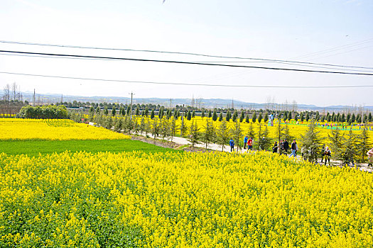 黄色的,油菜花田