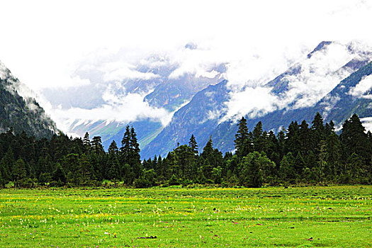 绿地云山