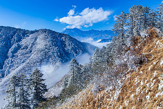 西岭雪山大雪的美丽风景