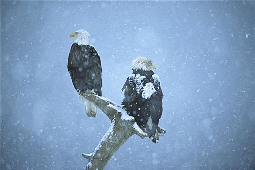 白头鹰,海雕属,雕,一对,栖息,残枝,雪中,肯奈半岛,阿拉斯加