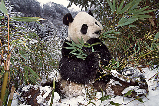 熊猫,卧龙,四川,中国