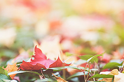 秋天,枫叶,绿色,树篱,特写