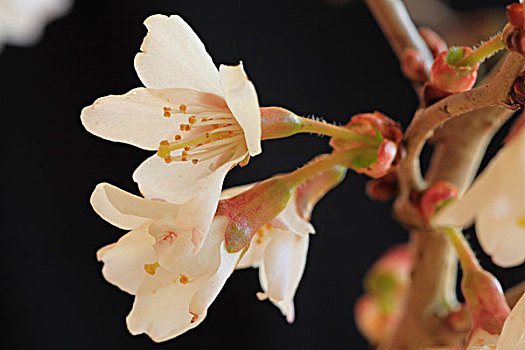 矮小,花园,灌木,特写,花