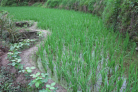 水稻田