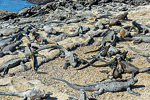 许多,海鬣蜥