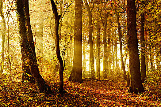 落叶林,秋天,太阳光线,发光,树,晨雾,树林,萨克森安哈尔特,德国,欧洲