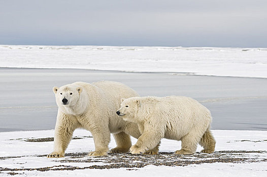 女性,北极熊,幼兽,走,冰冻,向上,区域,北极圈,国家野生动植物保护区,阿拉斯加