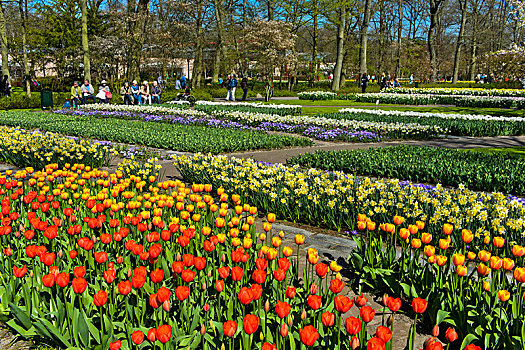 彩色,花坛,公园,花展,库肯霍夫公园,荷兰,欧洲