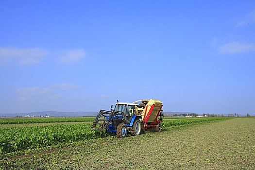 甜菜,收获