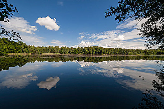 夏天,湖,自然,自然保护区,黑森州,德国,欧洲