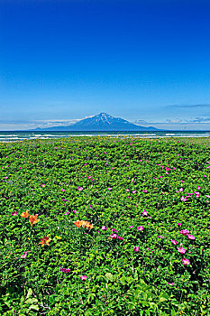 花,山,花园