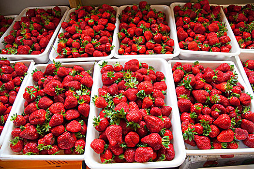 新鲜,草莓,农场