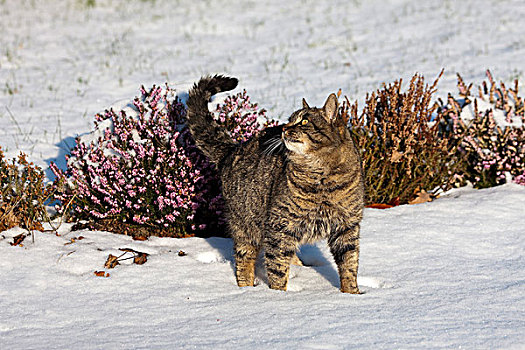 家猫,女性,站立,雪,靠近,诺曼底