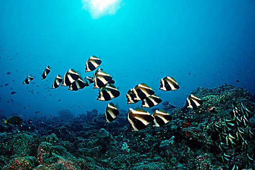 鱼群,马夫鱼属,印度洋,马尔代夫,岛屿
