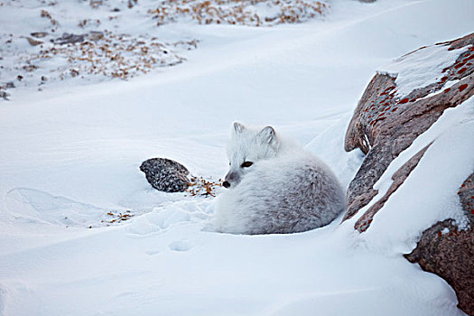 北极狐,曼尼托巴,加拿大