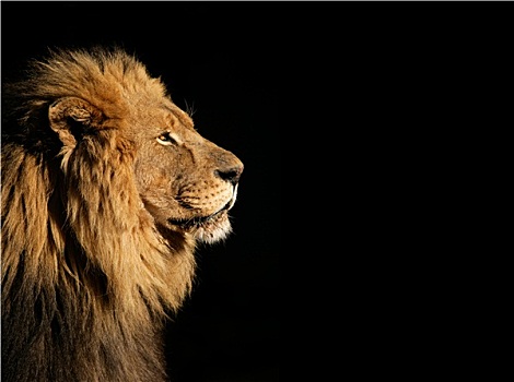 雄性,非洲狮,黑色背景