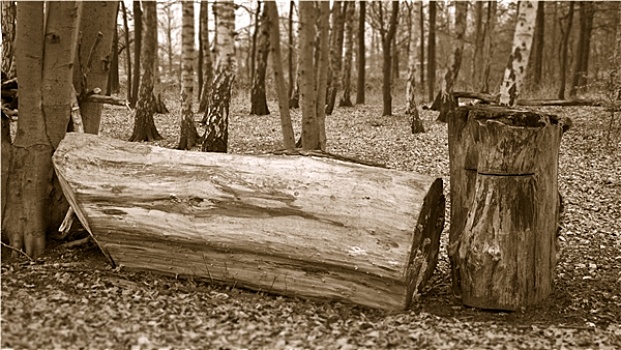 木头,森林