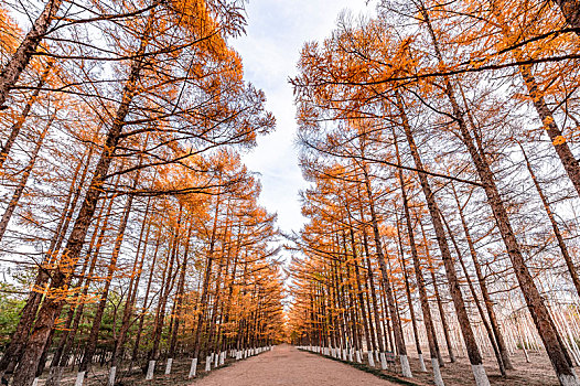 秋天里金色的道路-中国长春百木园秋季风景