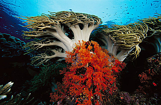 软珊瑚,搬进,海洋,印度尼西亚