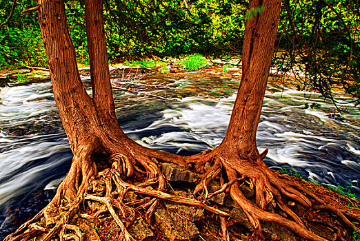 河,流动,绿色,树,树林,根部