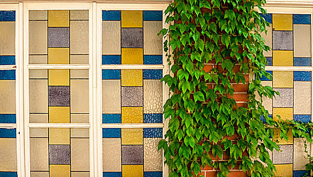 青岛德式风格的窗与爬墙绿植