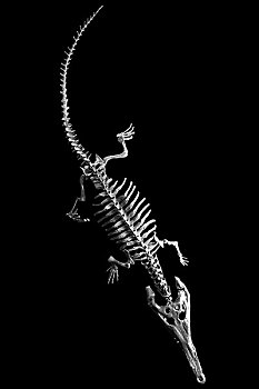 古鳄骨架化石标本