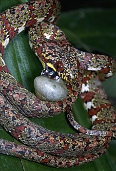 无毒蛇,蛇,蜗牛,雨林,哥斯达黎加