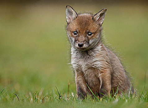 欧洲,红狐,狐属,老,幼兽,野生动物,救助,中心,肯特郡,英格兰,英国