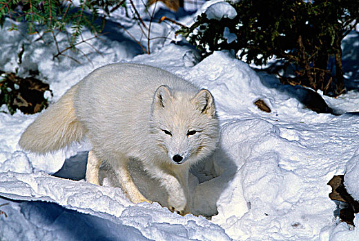 北极狐,冬天,加拿大