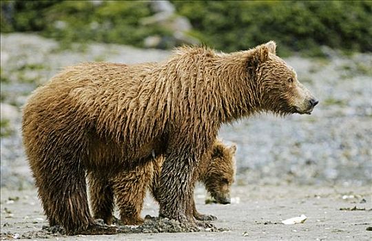 棕熊,雌性,幼仔,觅食,阿拉斯加