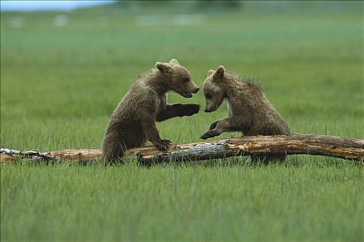 大灰熊,棕熊,幼兽,一对,玩,卡特麦国家公园,阿拉斯加