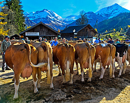 母牛,牛,展示,伯尔尼,瑞士,欧洲