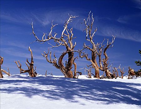 死,狐尾松,松树,怀特山,加利福尼亚,美国