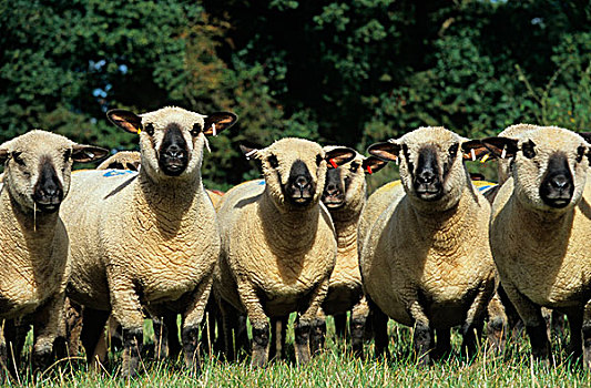 家羊,汉普郡,母羊,成群,草,剑桥郡,英格兰,欧洲