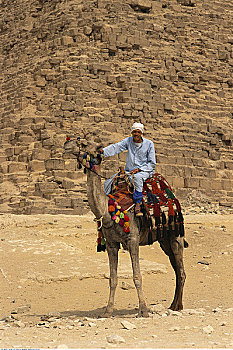 男人,骆驼,金字塔,吉萨金字塔,埃及