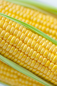 人类重要的主食玉米
