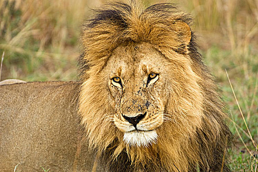 肯尼亚,马赛马拉,特写,狮子