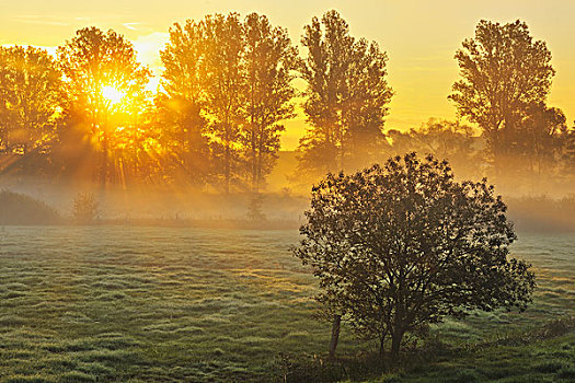 阳光,排,树,早晨,黑森州,德国